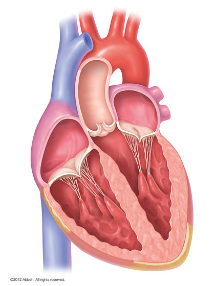 Anatomische Darstellung eines Herzens